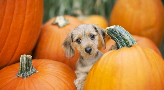 寵物糖尿病食物