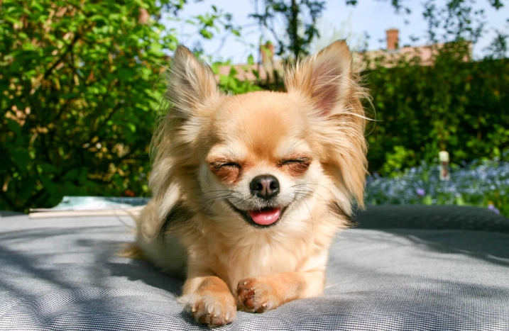 小型犬品種推薦