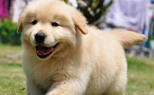 狗狗吐白色泡沫原因