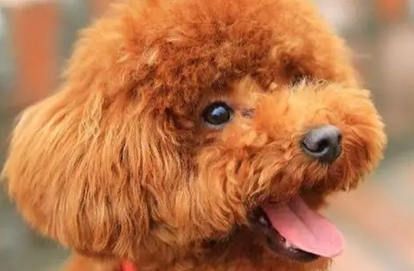 貴賓狗 火龍果 貴賓狗 火龍果