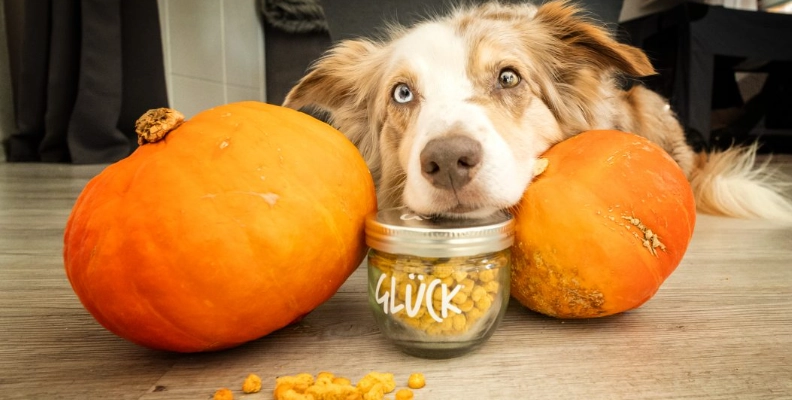 南瓜對狗的危害 南瓜對狗的危害