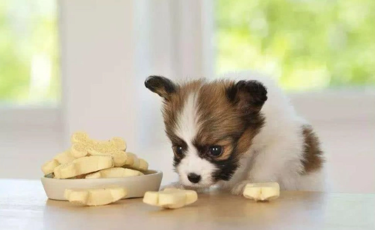 狗狗巧克力中毒