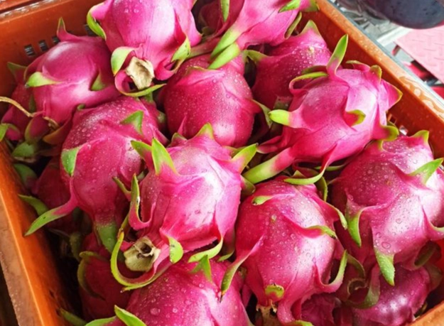 紅肉火龍果狗狗