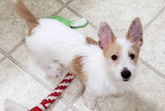 米克斯梗犬飼養