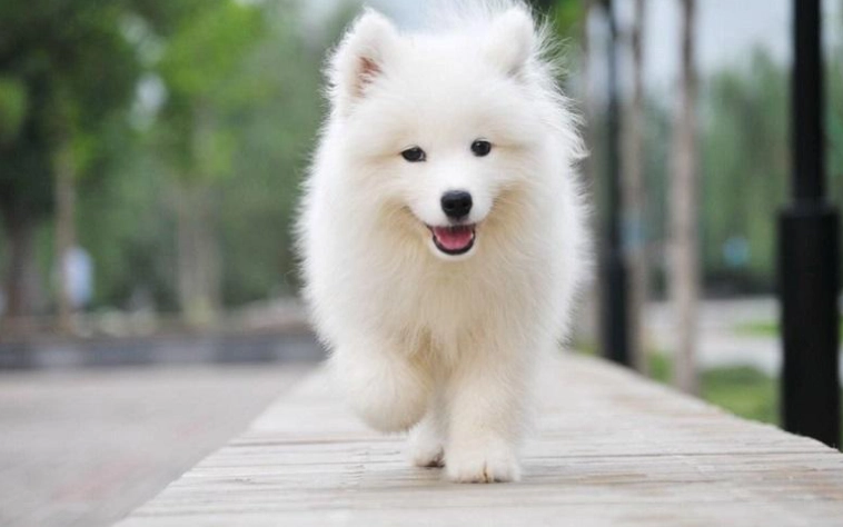 狗洋蔥急救方法