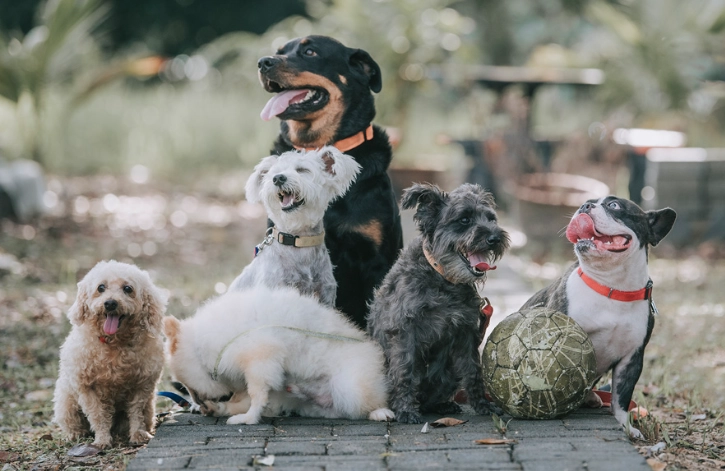 茶葉對狗有害嗎