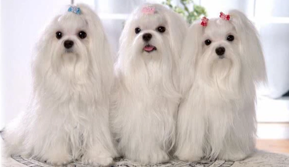 玛尔济斯健康问题