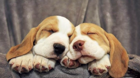 蛋黃對狗狗風險