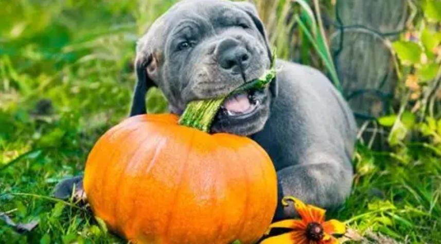 南瓜籽對狗狗的好處