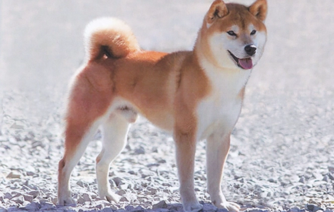 狗狗吐黃色黏稠原因