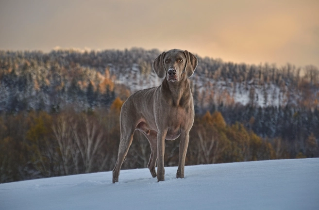 狗中毒預防方法