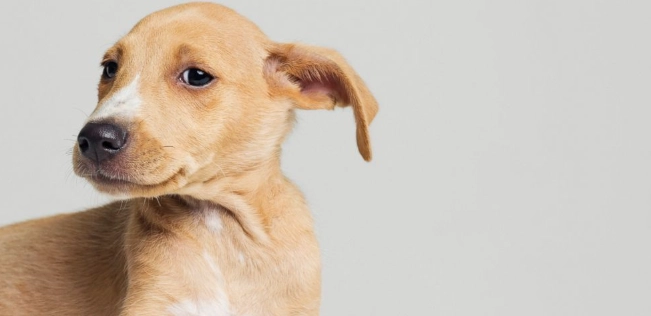 狗狗吃栗子安全嗎 狗狗吃栗子安全嗎