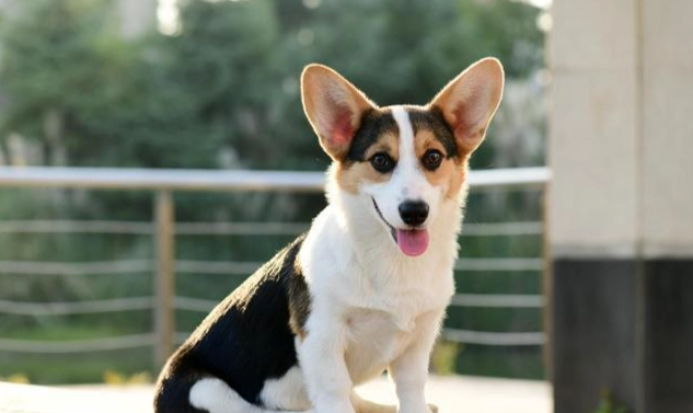 秋葵對狗狗的好處