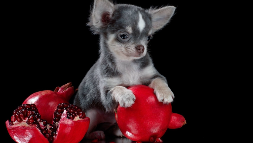 狗狗水果餵食禁忌