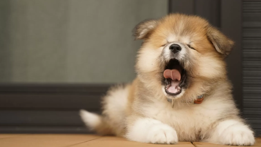 藍莓對狗的好處