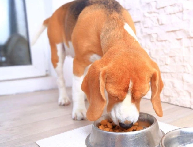 枸杞對狗的好處 枸杞對狗的好處