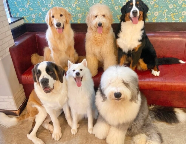 狗狗腸胃炎症狀