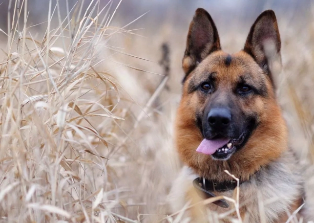 狗呕吐黄色液体