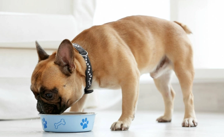 狗狗誤食巧克力