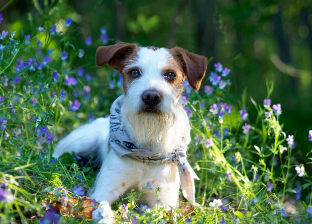 狗狗飲食安全 狗狗飲食安全