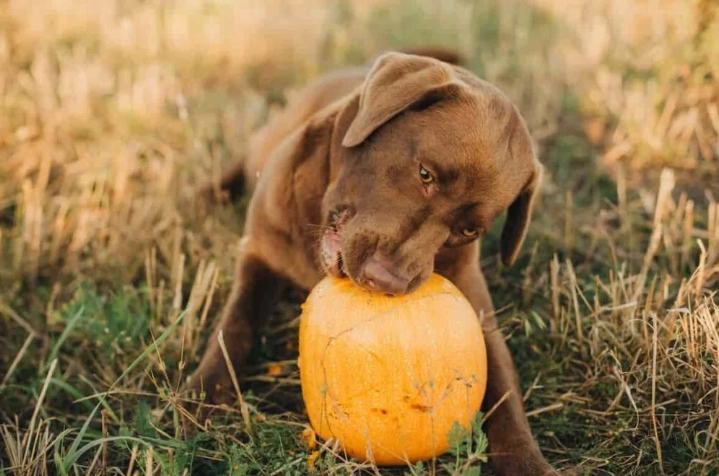 狗狗吃太多南瓜症狀 狗狗吃太多南瓜症狀