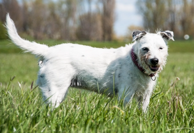 火龍果對狗的毒性