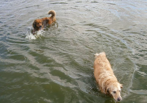 鮑魚對狗狗有害嗎