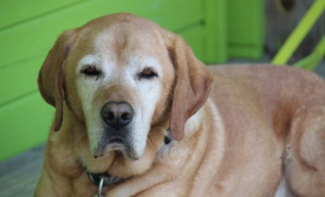 寵物飲食禁忌 寵物飲食禁忌