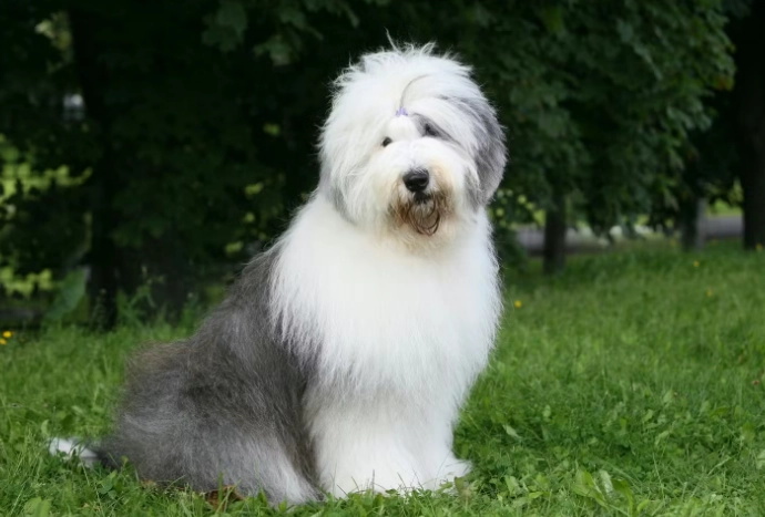 狗狗吃茶葉症狀