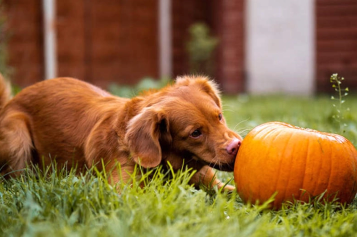 南瓜對狗的危害 南瓜對狗的危害
