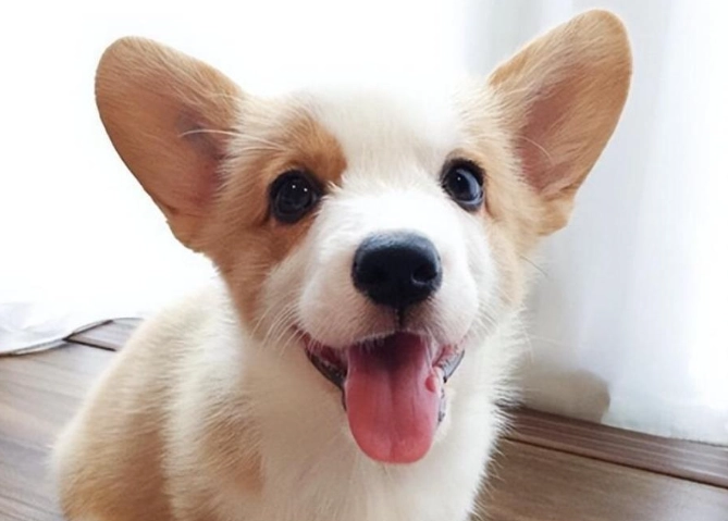 狗零食無花果乾