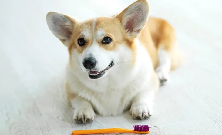 狗吃枸杞注意事項 狗吃枸杞注意事項