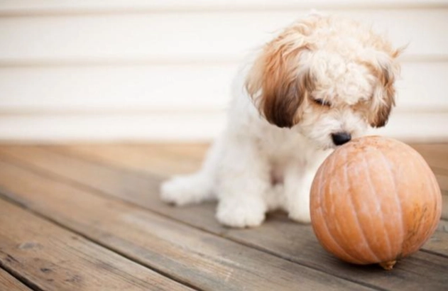 冬瓜對狗有害嗎