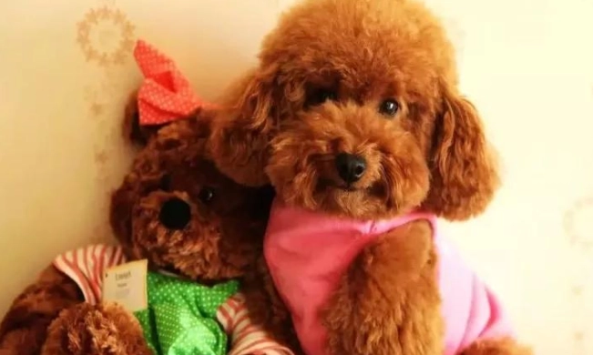 中型貴賓犬飼養