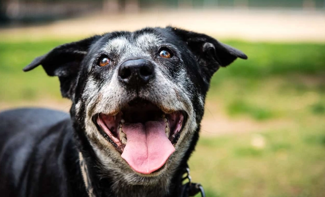 狗狗吃蛋黃好處