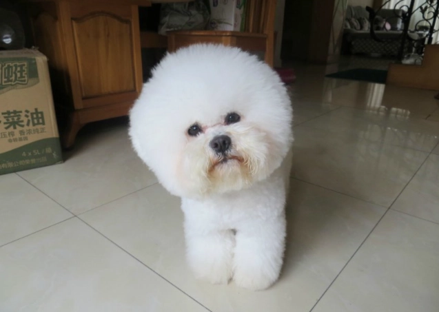 比熊吃蘋果安全嗎