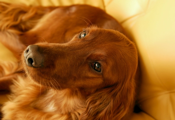 奇異果皮對狗有害嗎