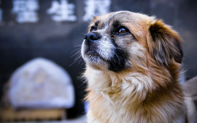 狗狗腸胃炎症狀