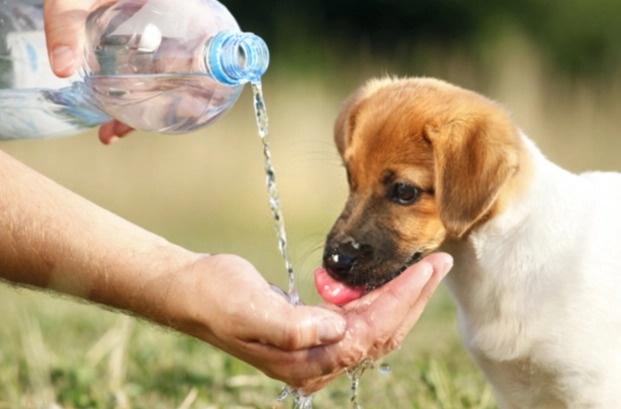 紅棗水做法狗狗