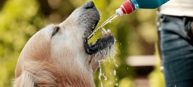 枸杞水對狗的好處