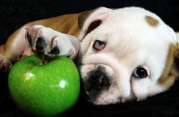 狗可以吃的水果