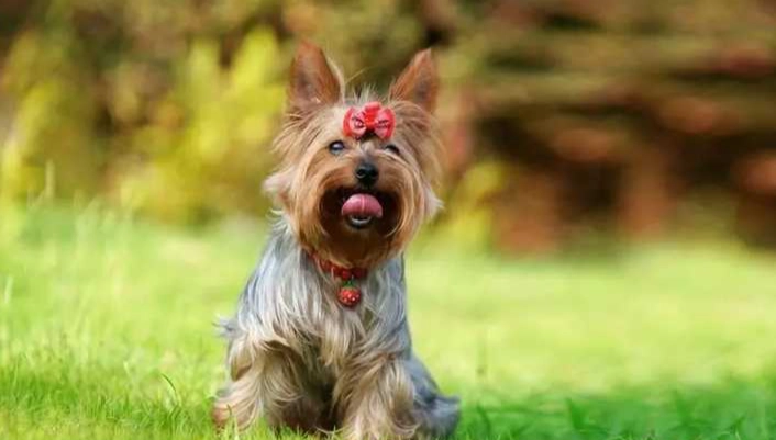 秋葵對狗狗的好處