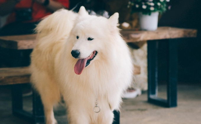 狗零食無花果乾