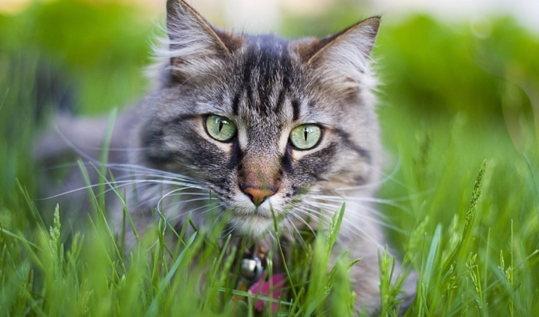 貓誤食蟑螂藥症狀