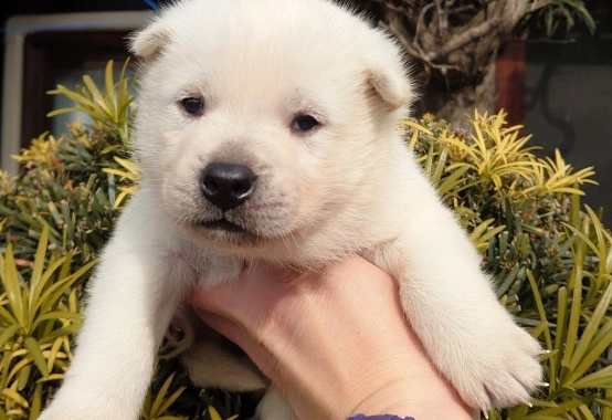 狗誤食老鼠藥症狀