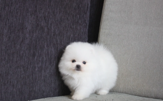 小型犬健康品種