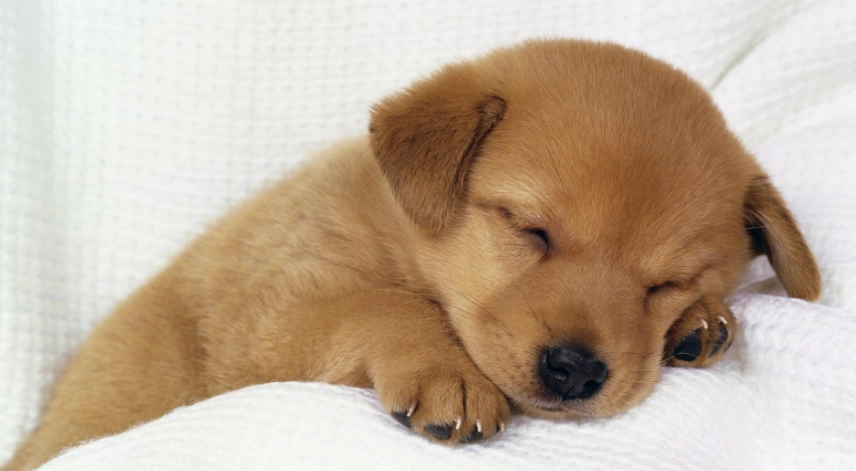 水煮蛋對狗狗的益處