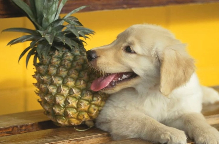 鳳梨釋迦對狗的影響 鳳梨釋迦對狗的影響