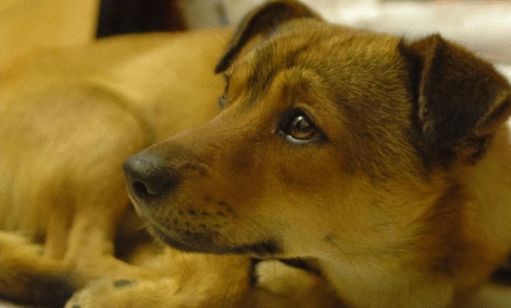 狗吃地瓜安全 狗吃地瓜安全