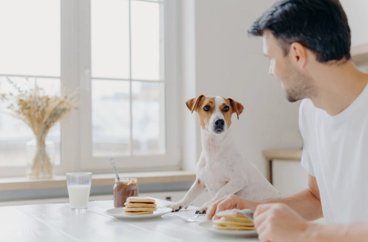 巧克力對狗有害